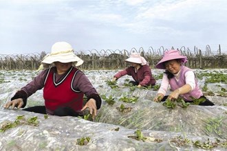 【經(jīng)濟(jì)】市農(nóng)科院馬鈴薯研究