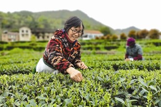 【經濟】澧縣：“生態建園，高效茶業”