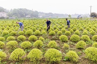 【經濟】桃源縣九溪鎮興龍村：開展農旅結合，助力鄉村振興