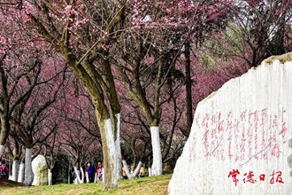 【社會】常德詩墻公園邀廣大市民入園賞梅