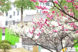 【漢壽】早春梅花盛開 點(diǎn)綴龍陽 “靚城”