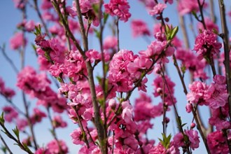 【社會】西湖踏春新亮點—春風十里桃花路