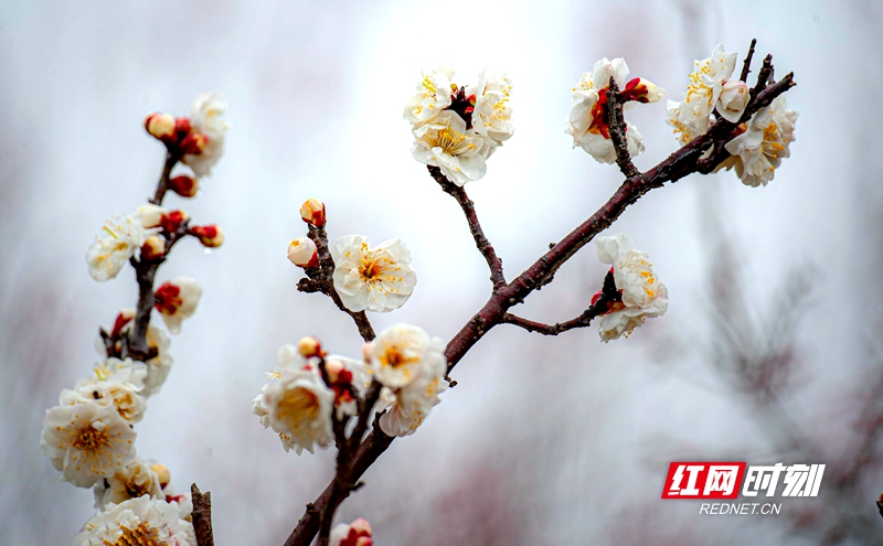 嚴寒之中，大雪之下，梅花當百花之先，獨天下而春。近日，在湖南安鄉玖源旅游區，梅花綻放，獨自芬芳的梅花，讓人流連忘返。