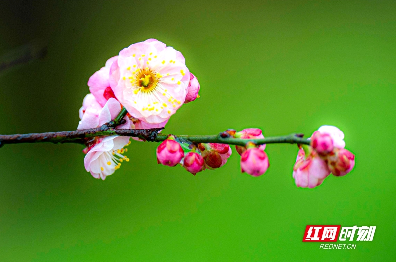 嚴寒之中，大雪之下，梅花當百花之先，獨天下而春。近日，在湖南安鄉玖源旅游區，梅花綻放，獨自芬芳的梅花，讓人流連忘返。