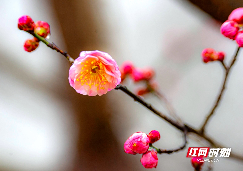 嚴寒之中，大雪之下，梅花當百花之先，獨天下而春。近日，在湖南安鄉玖源旅游區，梅花綻放，獨自芬芳的梅花，讓人流連忘返。