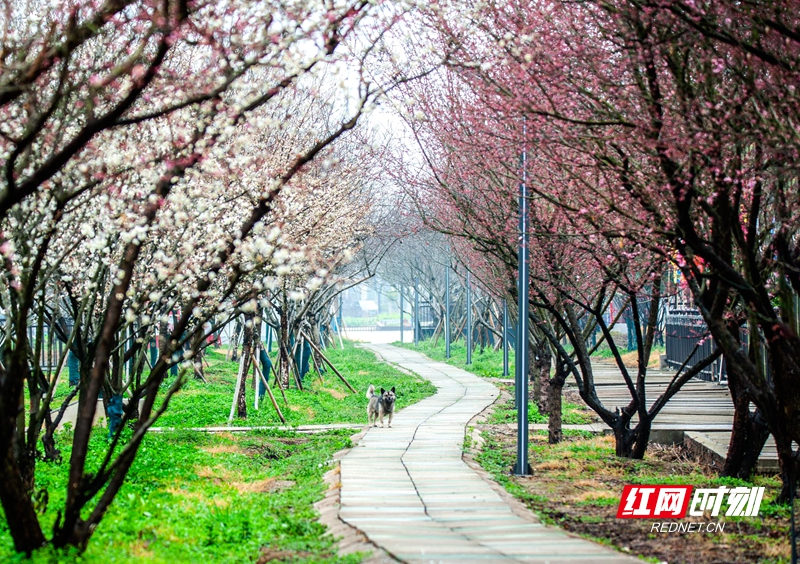 嚴寒之中，大雪之下，梅花當百花之先，獨天下而春。近日，在湖南安鄉玖源旅游區，梅花綻放，獨自芬芳的梅花，讓人流連忘返。