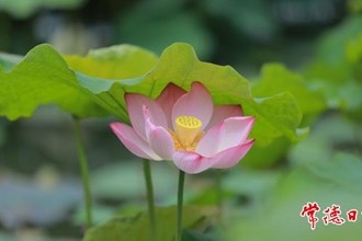 【賞花地圖】今夏，“荷”你有約