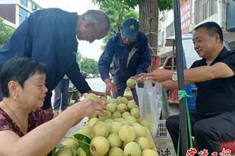 【經濟】臨澧脆蜜桃香飄省內外