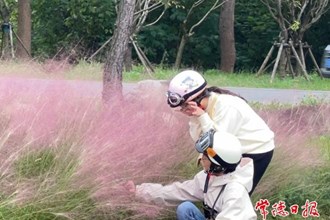 【社會】快來柳葉湖，邂逅秋日的粉色浪漫