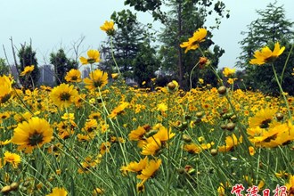 【攝影報道】柳葉湖邊的劍葉金雞菊開了！