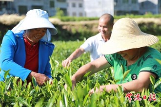 【石門縣】茶園茶飄香 茶農采摘忙