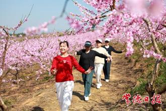 【組圖】鼎城500畝黃桃花開(kāi)引游人