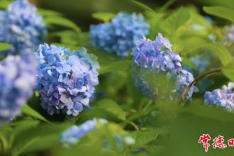 【組圖】常德屈原公園“無盡夏”繡球花盛放 解鎖夏日浪漫打卡地