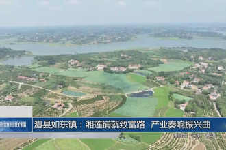 澧縣如東鎮(zhèn)：湘蓮鋪就致富路 產業(yè)奏響振興曲