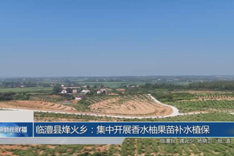 臨澧縣烽火鄉：集中開展香水柚果苗補水植保