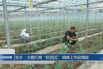 安鄉(xiāng)：大棚巧育“秋西瓜” 錯(cuò)峰上市促增收