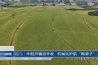 石門：中稻開鐮迎豐收 機械化護航“糧袋子”