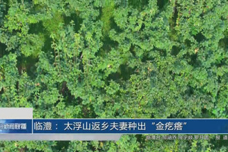 臨澧： 太浮山返鄉夫妻種出“金疙瘩”