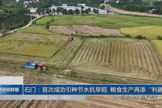 石門：首次成功引種節水抗旱稻 糧食生產再添“利器”