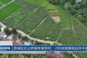鼎城區石公橋鎮李家橋村：200畝獼猴桃迎來豐收